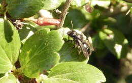 Image of Andrena caliginosa Viereck 1917