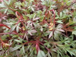 Image of Saxifraga pedemontana subsp. prostii (Sternb.) D. A. Webb