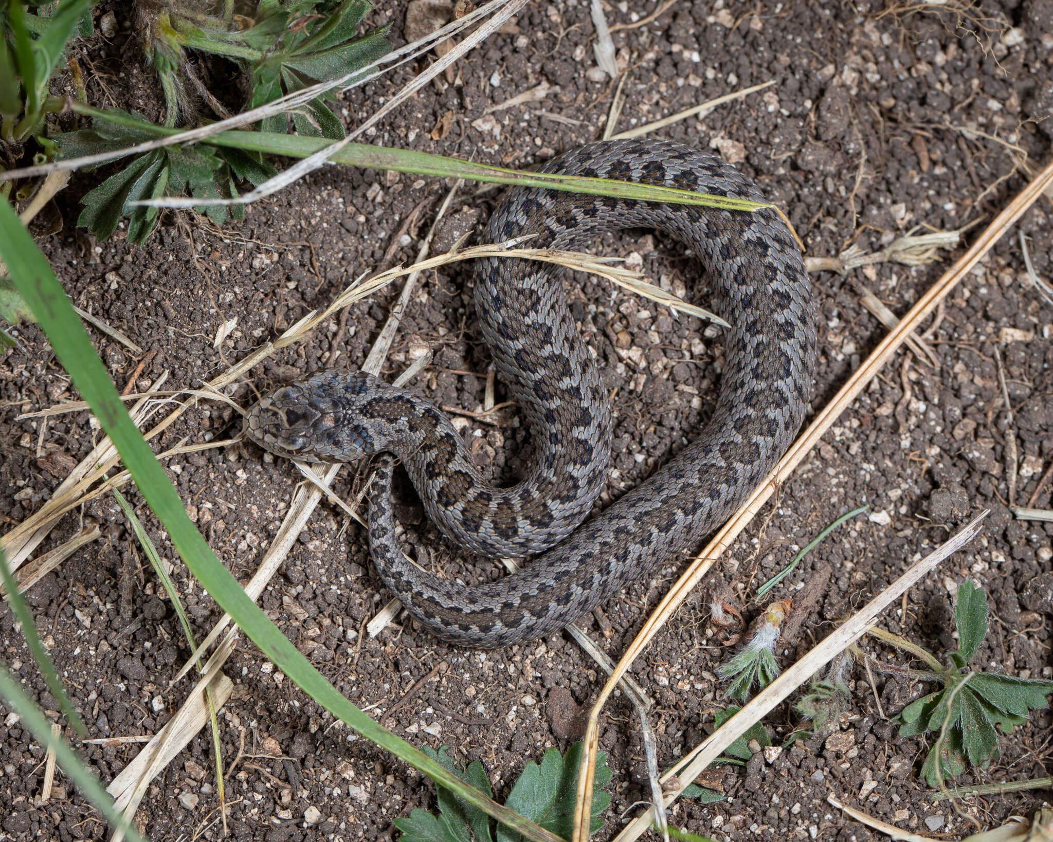 Image of Vipera ursinii ursinii (Bonaparte 1835)