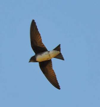 Image of Cuban Martin