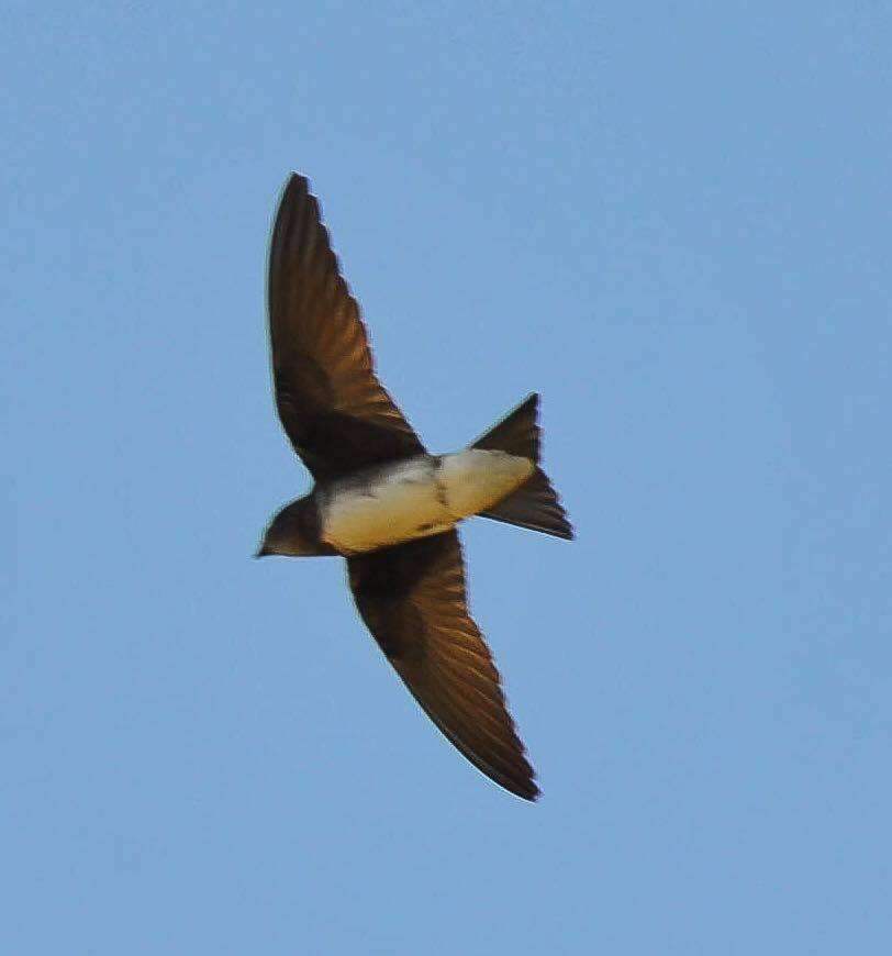 Image of Cuban Martin