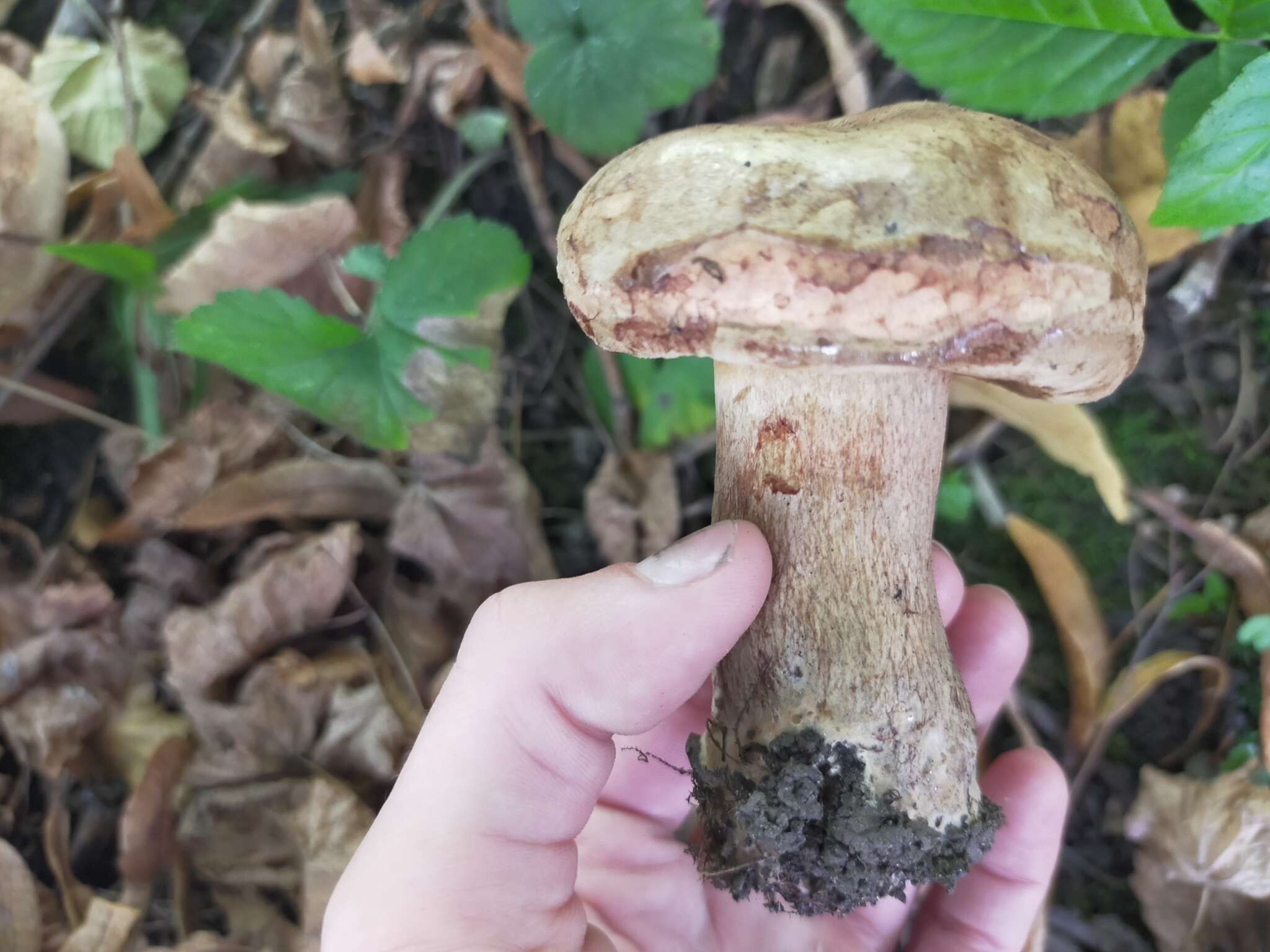 Image of Paxillus obscurisporus C. Hahn 1999