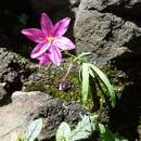 Hesperantha scopulosa Hilliard & B. L. Burtt的圖片