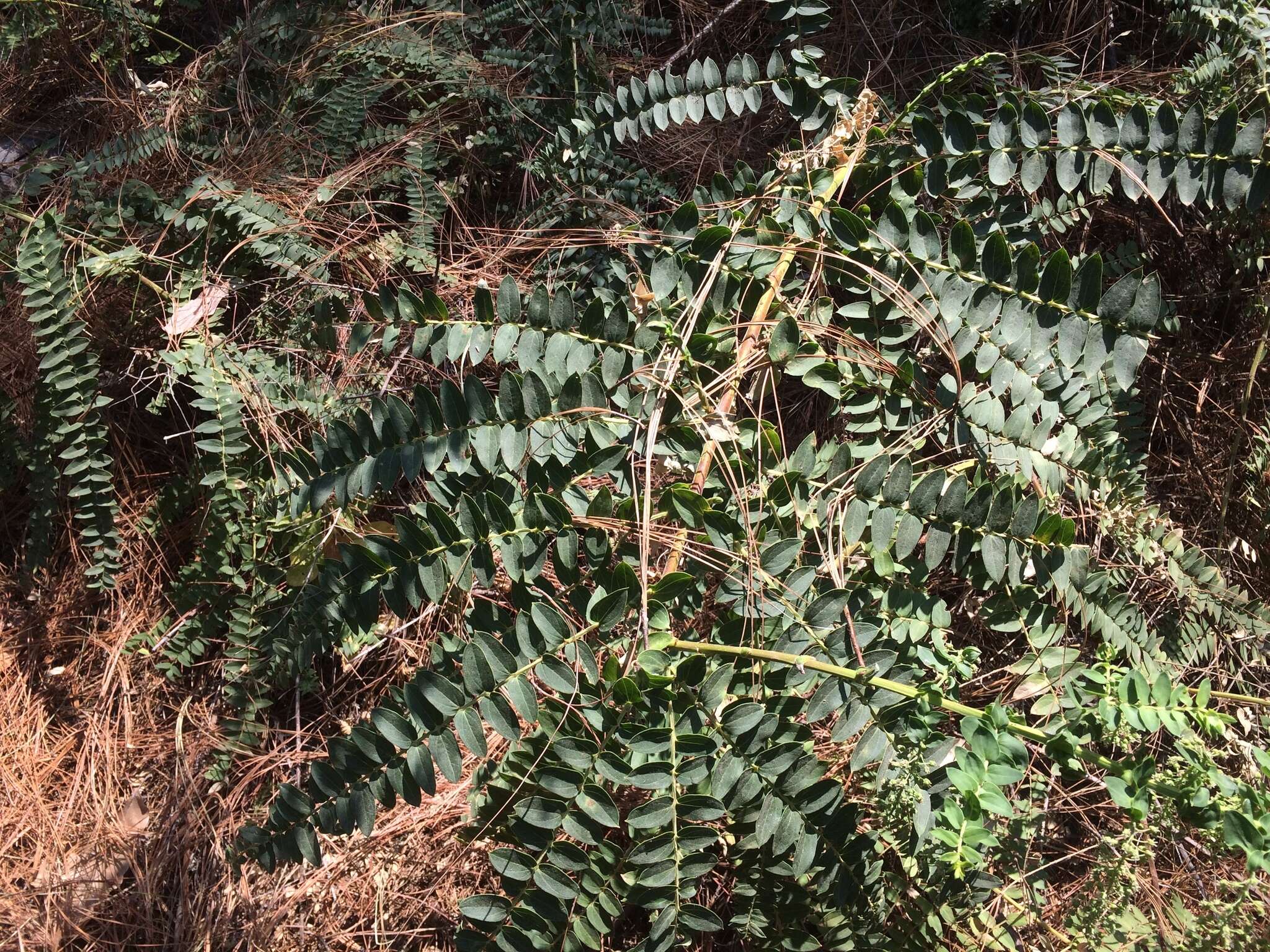 Image of Coriaria microphylla Poir.