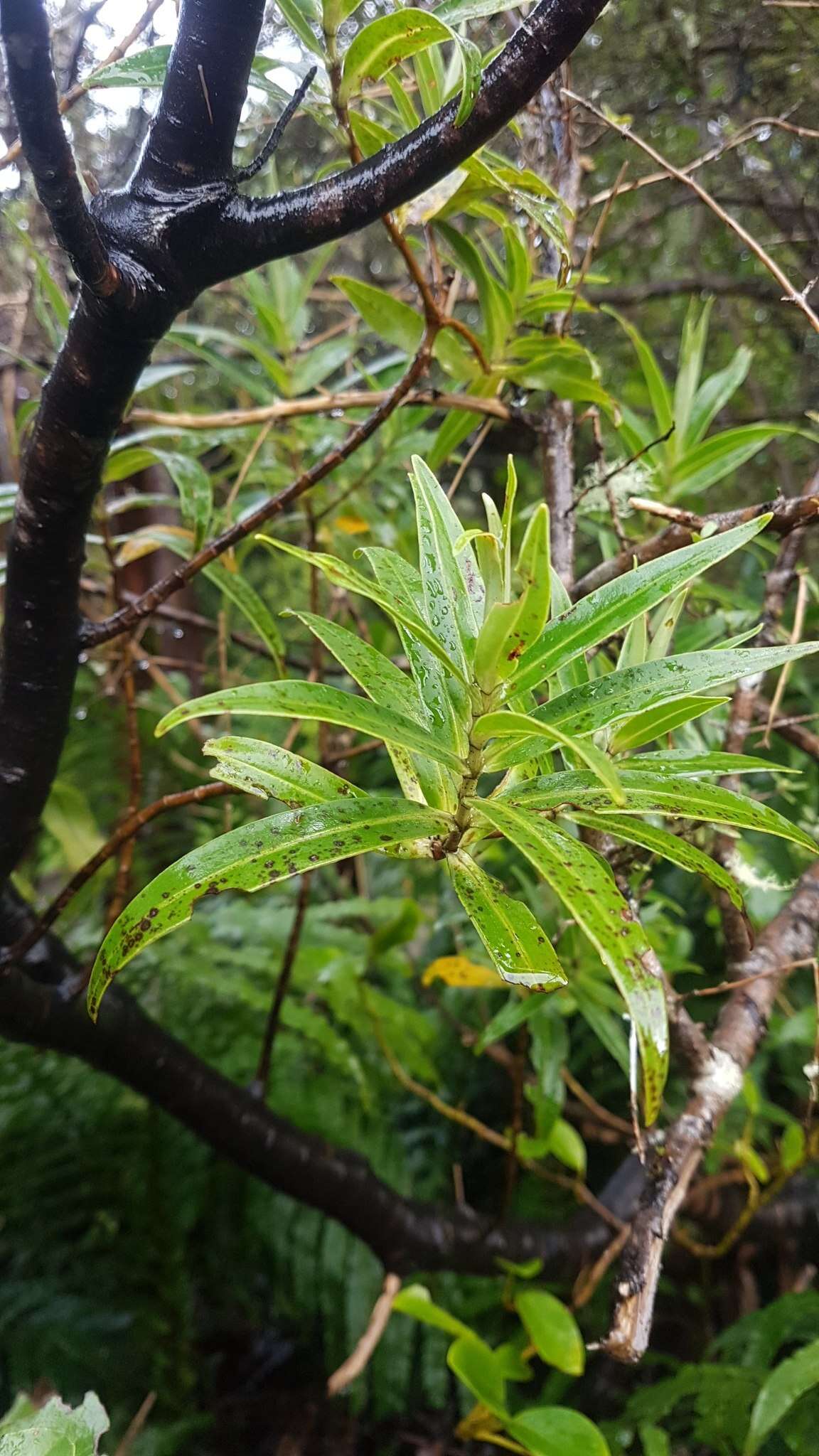 Image of Veronica stricta var. egmontiana (L. B. Moore) Garn.-Jones