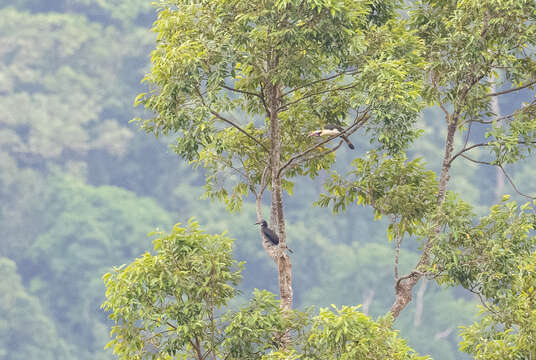 Image of Luzon Hornbill