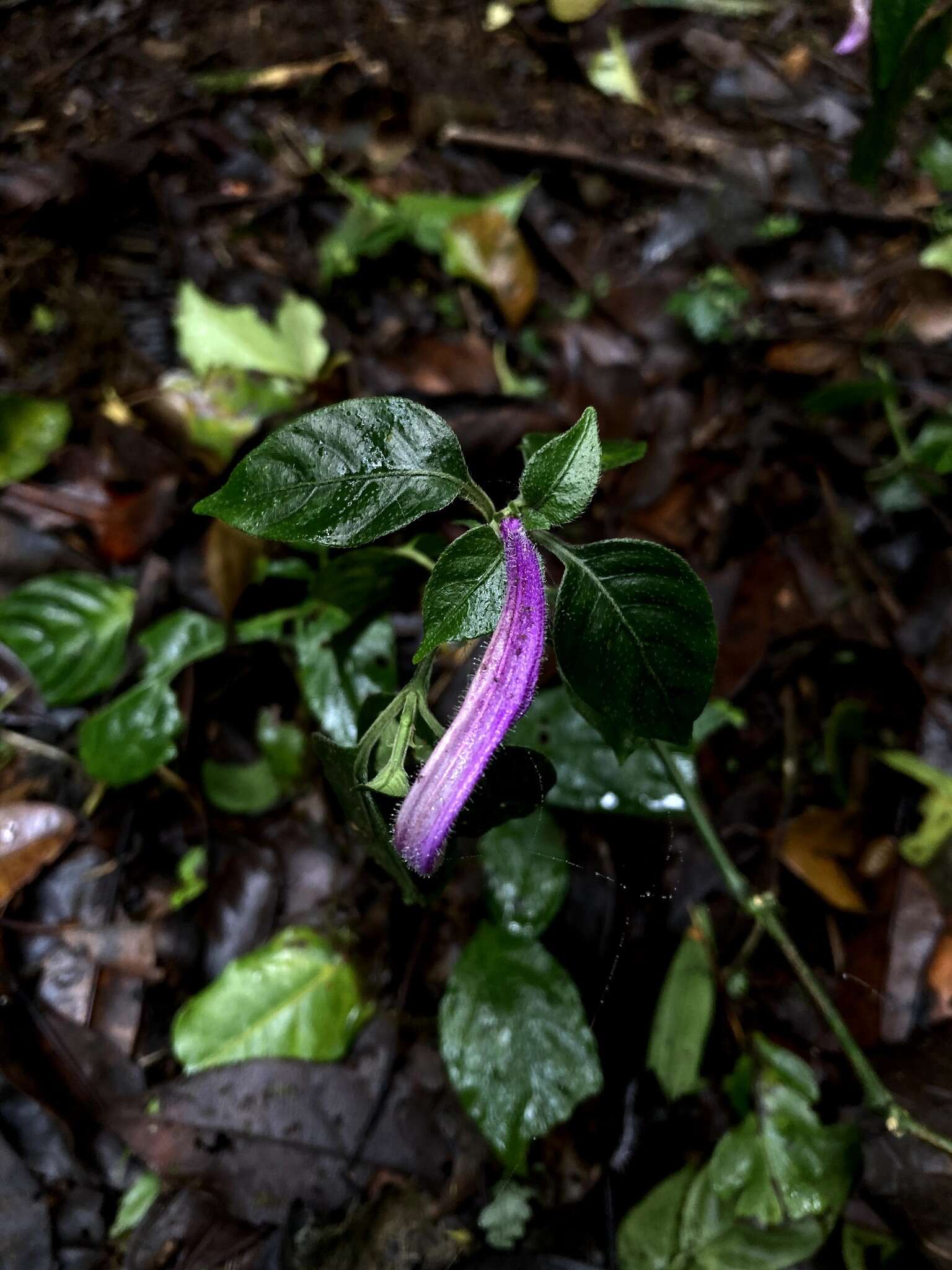 Image of Poikilacanthus macranthus Lindau