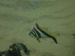 Image of Crested morwong