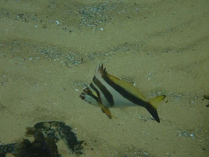 Image of Crested morwong