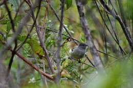 Image of Southern Beardless Tyrannulet