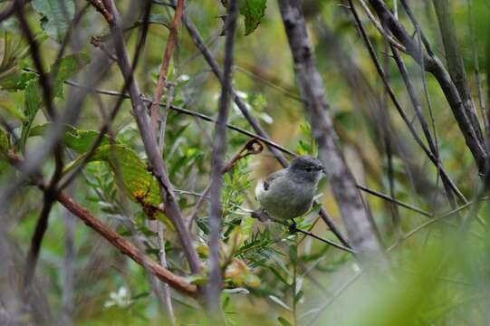 Image of Southern Beardless Tyrannulet