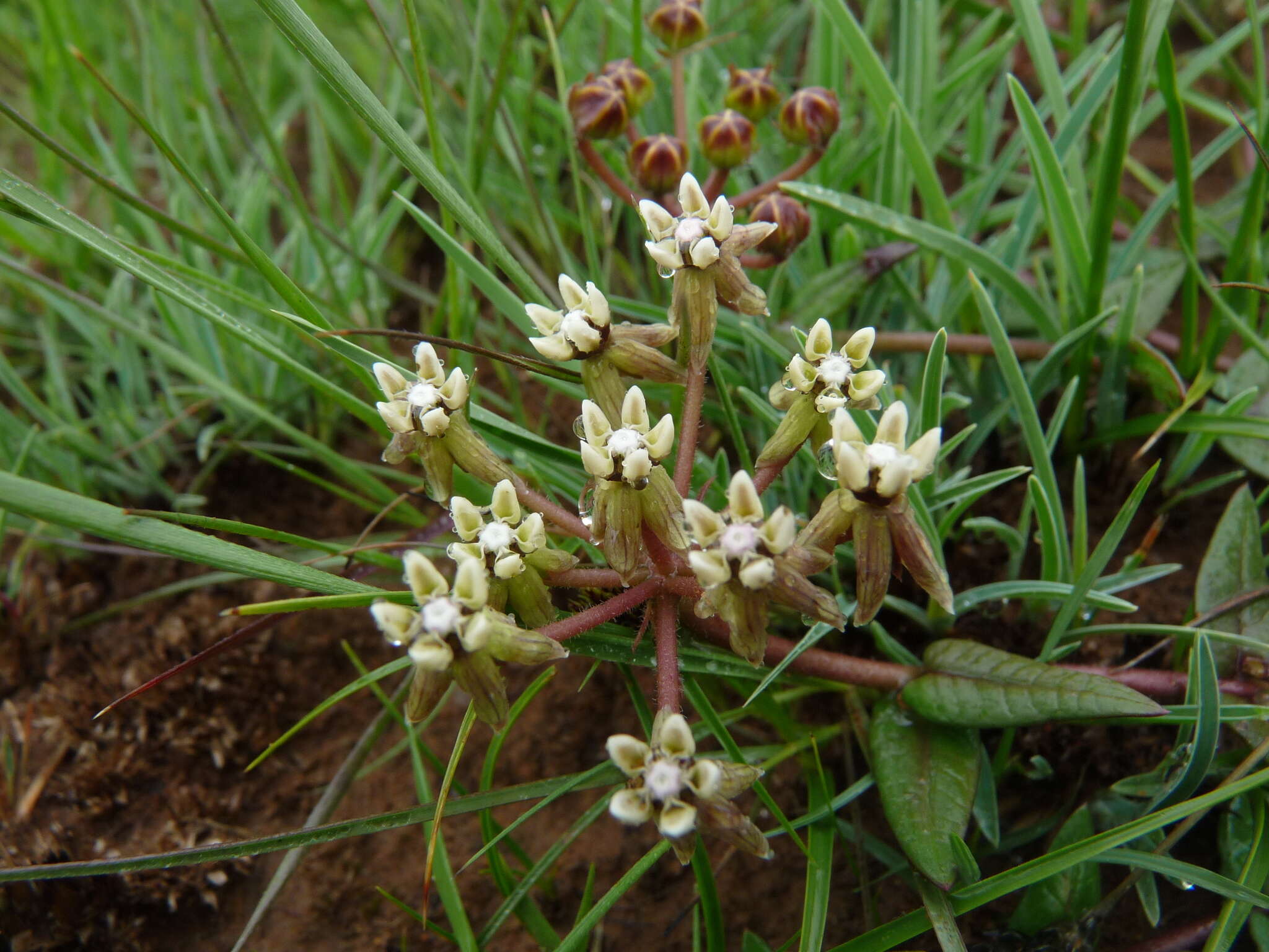 Sivun Asclepias multicaulis (E. Mey.) Schltr. kuva