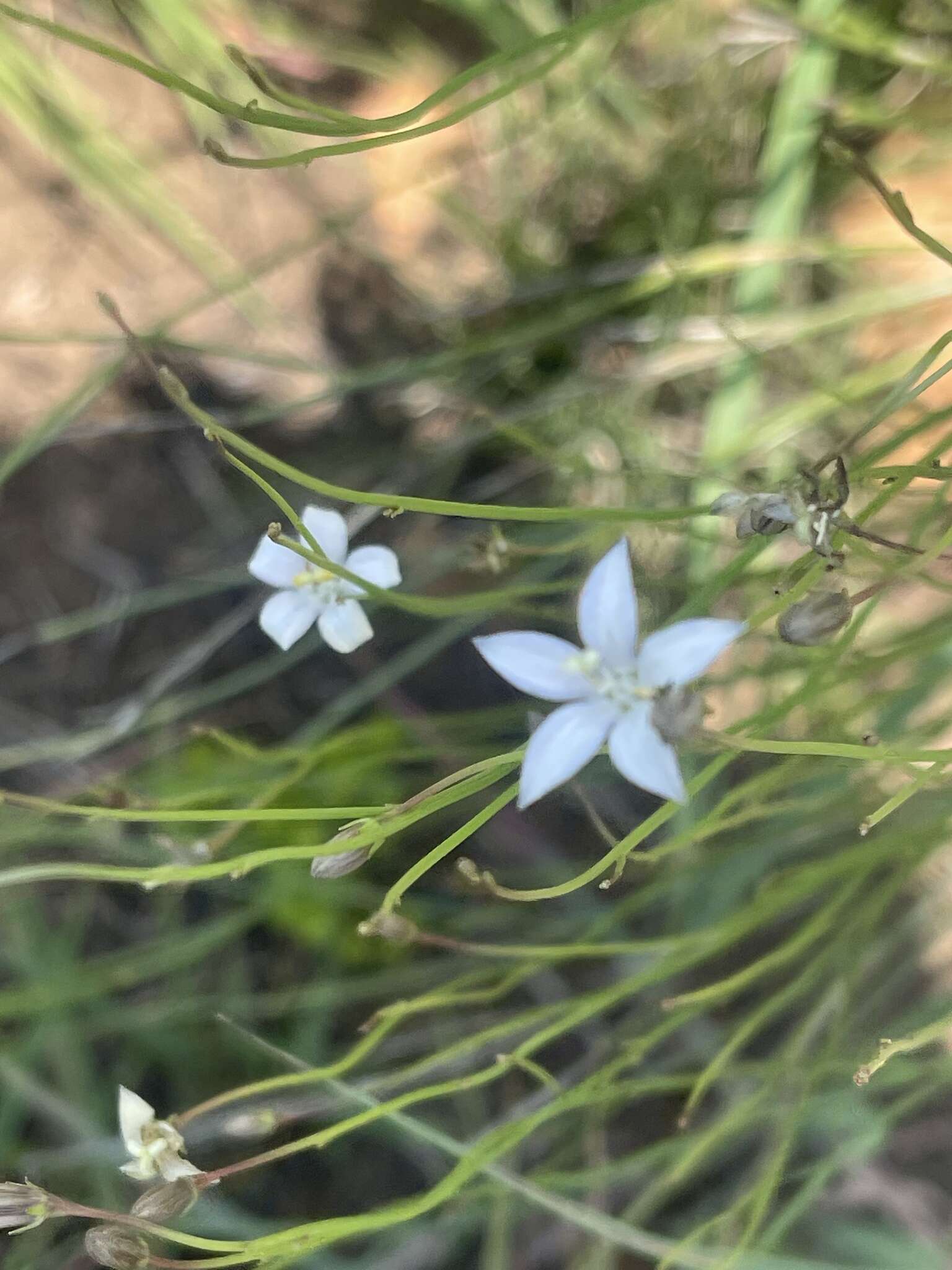 Image of Wahlenbergia virgata Engl.