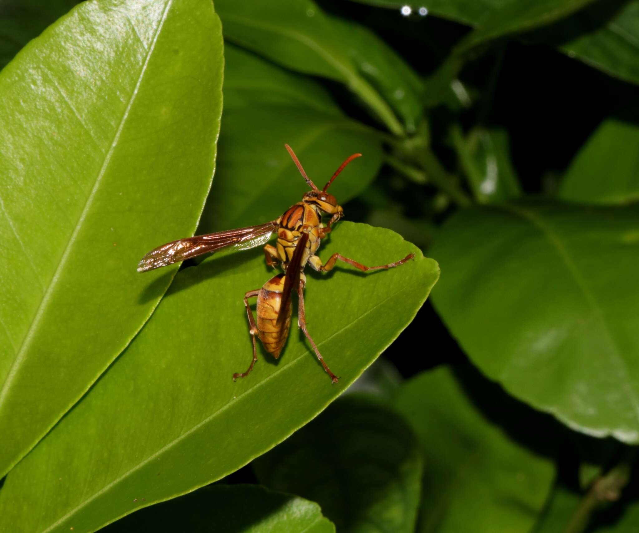 Image of Polistes japonicus de Saussure 1858