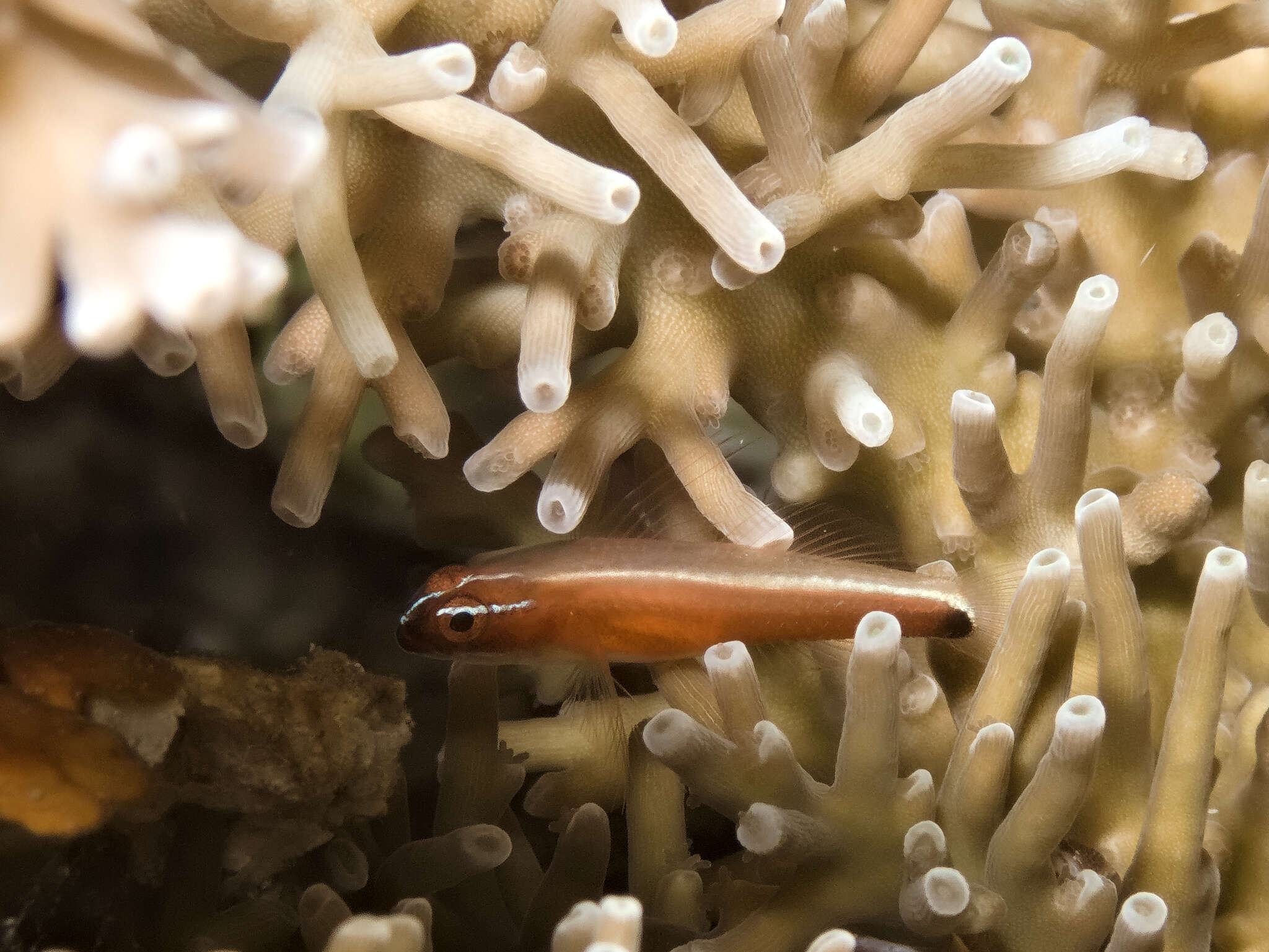 Image of Black-spot pygmy-goby