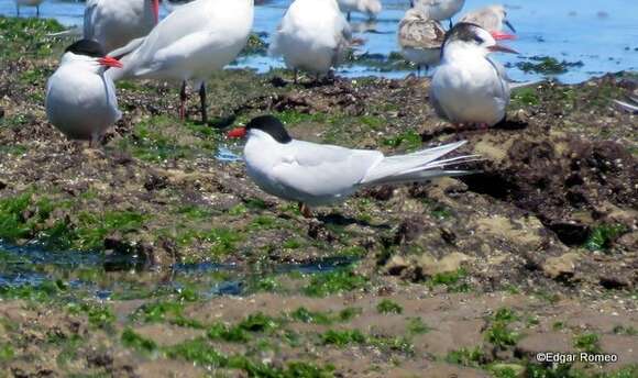 Image of South American Tern