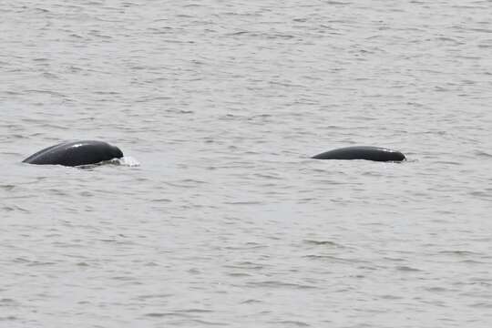 Image of Yangtze finless porpoise