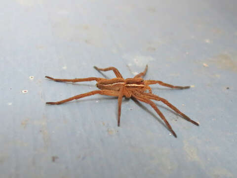 Plancia ëd Dolomedes striatus Giebel 1869