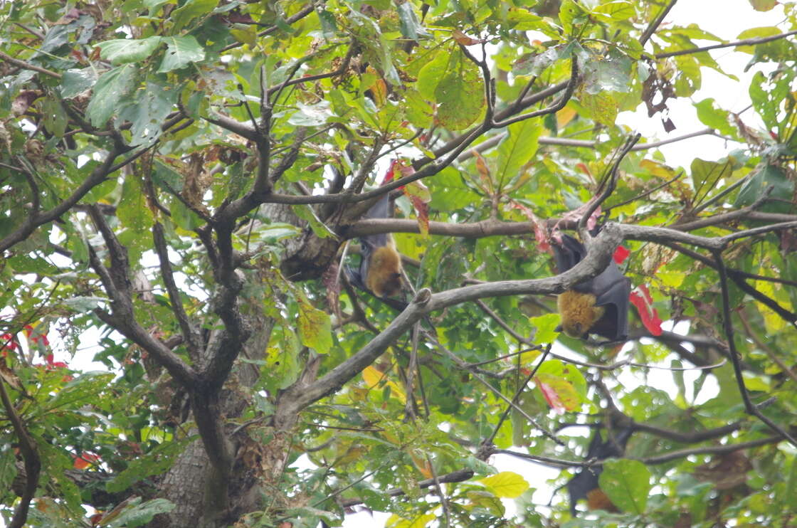 Image of Madagascan Flying Fox