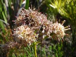 Sivun Serruria elongata (Berg.) R. Br. kuva