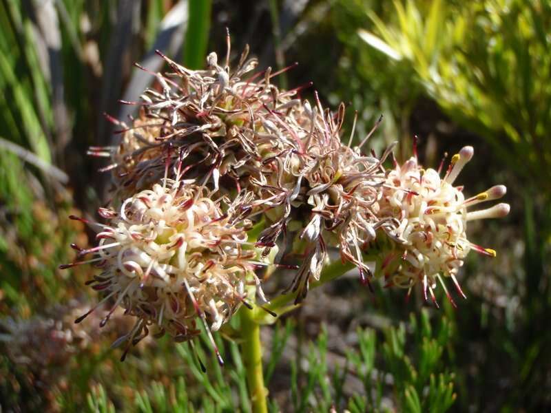 Sivun Serruria elongata (Berg.) R. Br. kuva