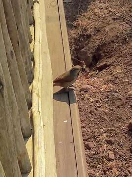 Image of Collared Palm Thrush