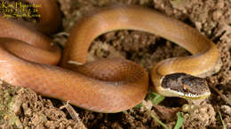 Image of Chinese Many-tooth Snake