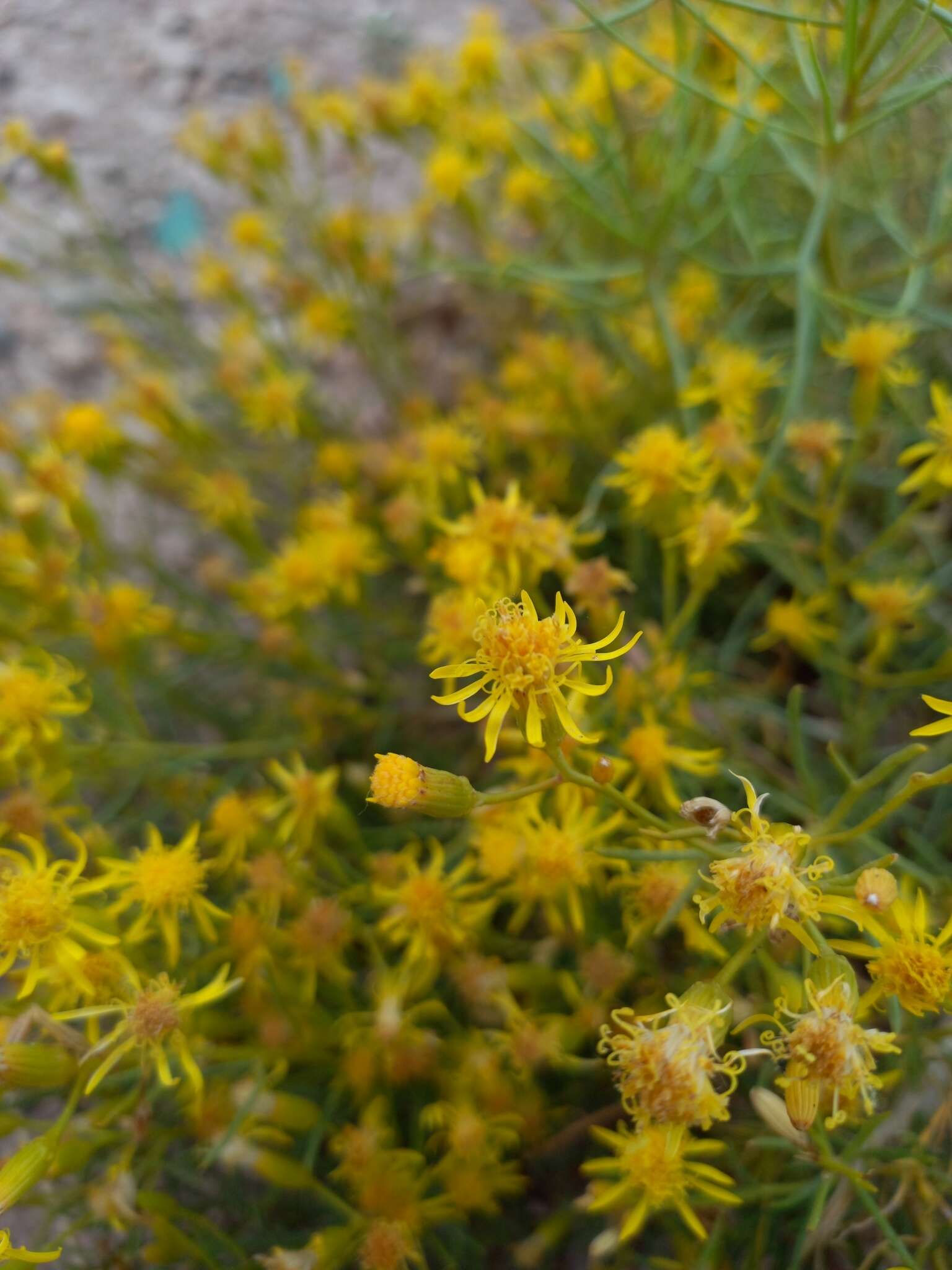 Image of <i>Senecio <i>subulatus</i></i> var. subulatus