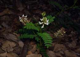 Image de Astragalus agnicidus Barneby