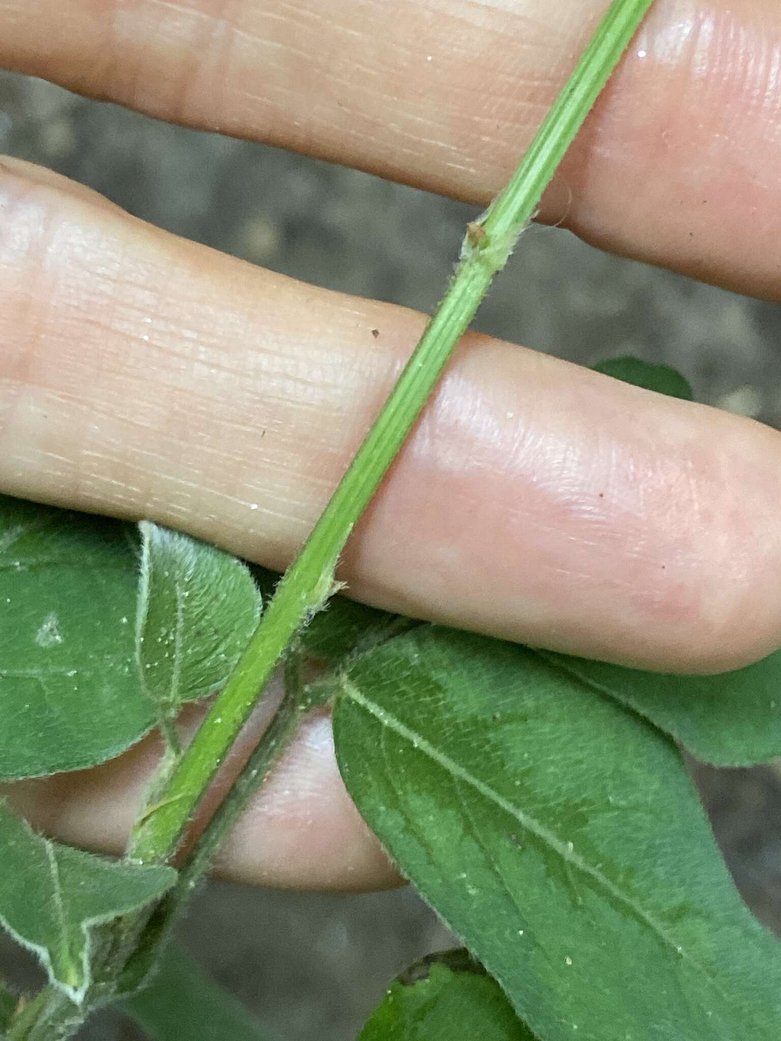 Image of perplexed ticktrefoil