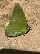 Image of Charaxes dilutus Rothschild 1898