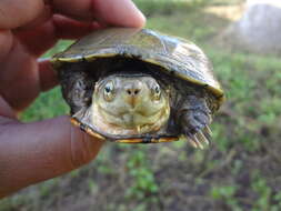 Image of Yellow Mud Turtle