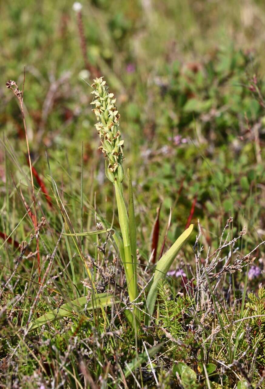 Image of Northern green orchid