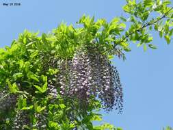 Image of Japanese wisteria