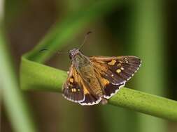 Image of Hesperilla donnysa Hewitson 1868