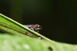 Image of Ranitomeya uakarii (Brown, Schulte & Summers 2006)