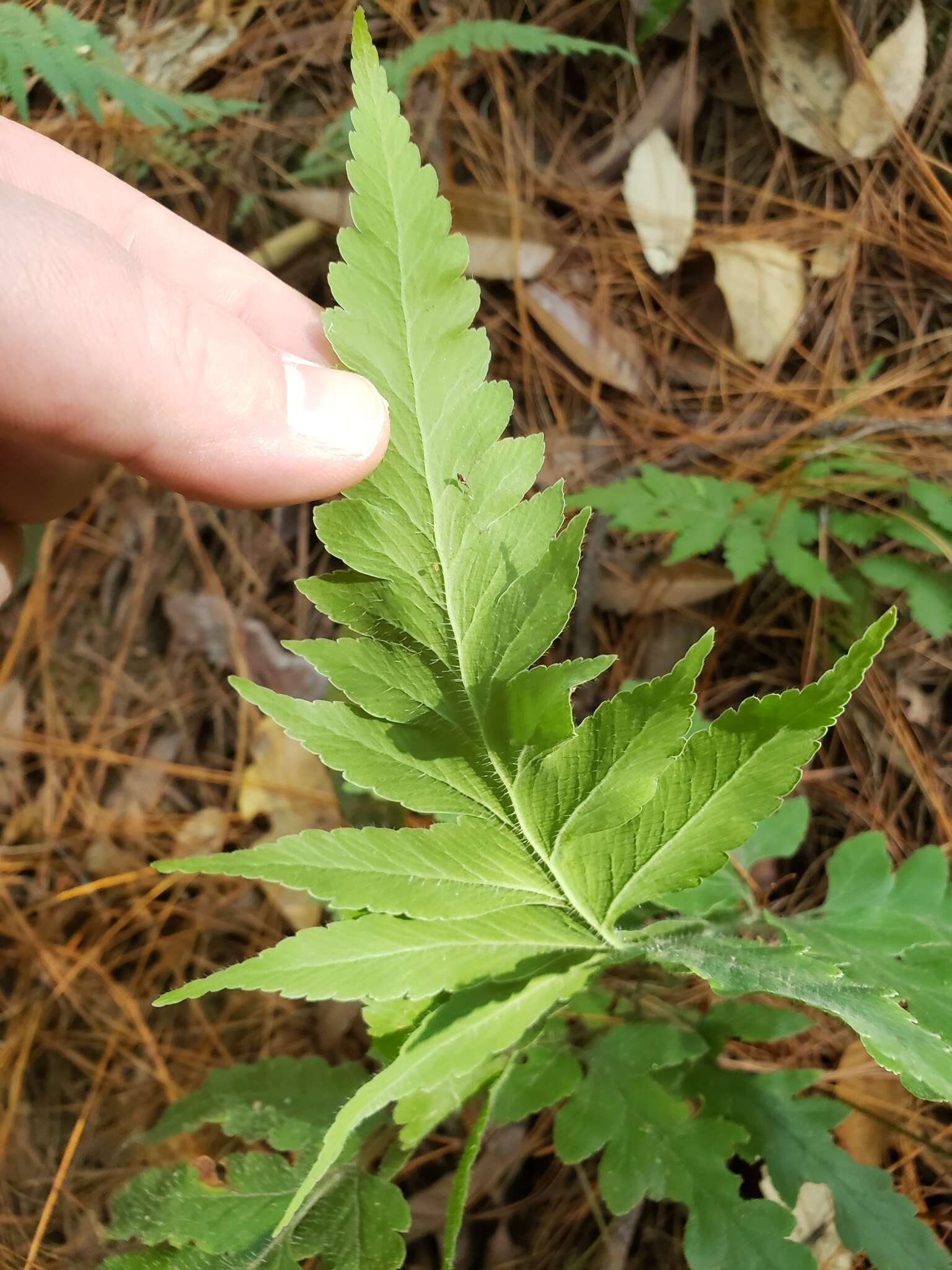 Plancia ëd Microlepia platyphylla (D. Don) J. Sm.