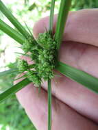 Image of Swamp Flat Sedge