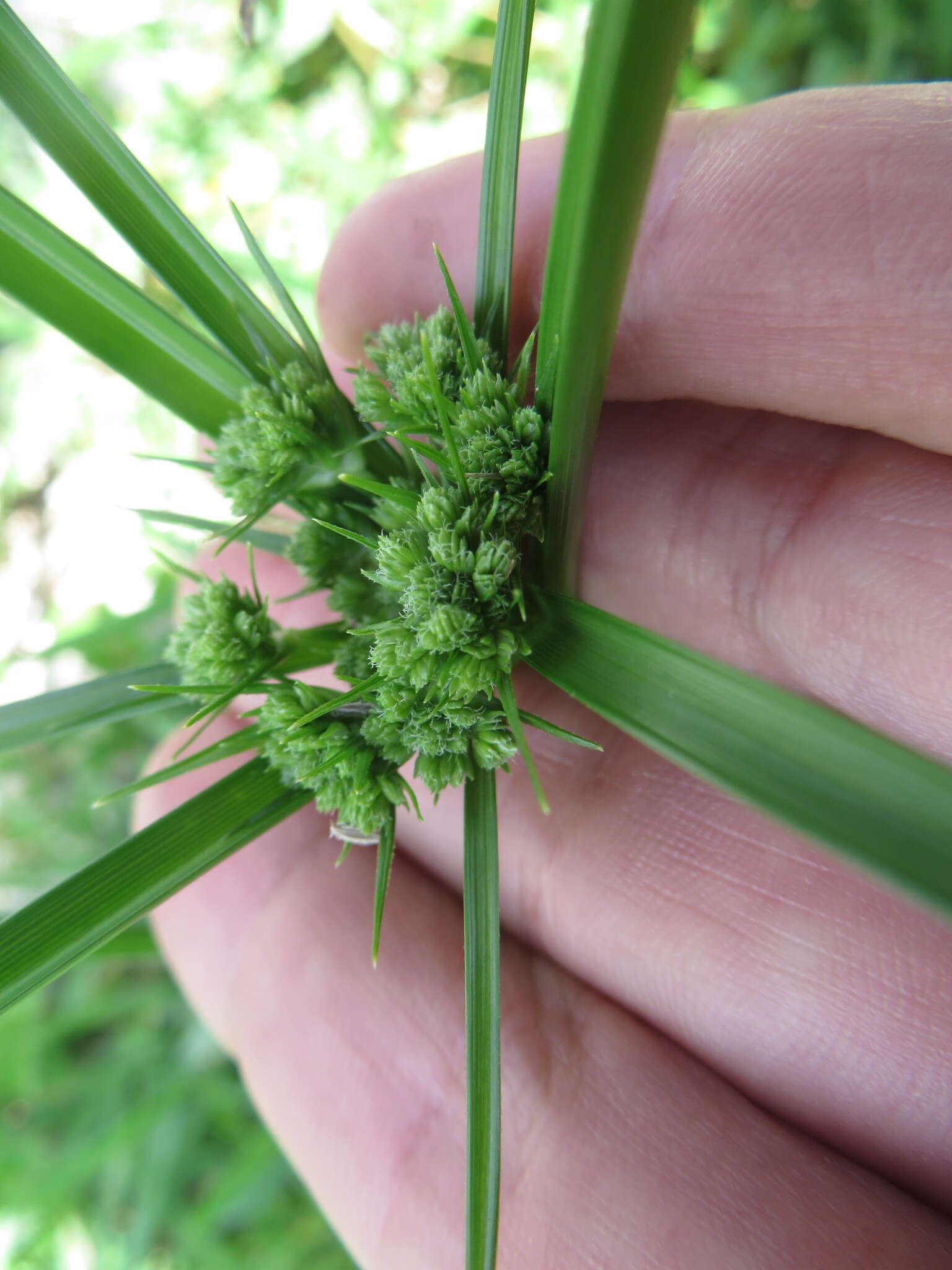 Imagem de Cyperus distinctus Steud.