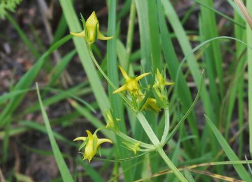 Image of Mt. Graham Spurred-Gentian