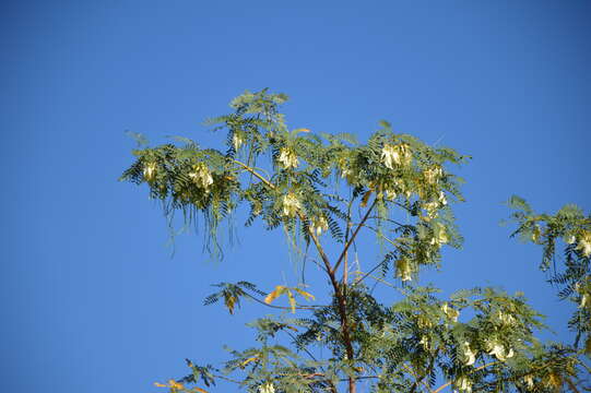 Image of Sesbania formosa (F. Muell.) N. T. Burb.