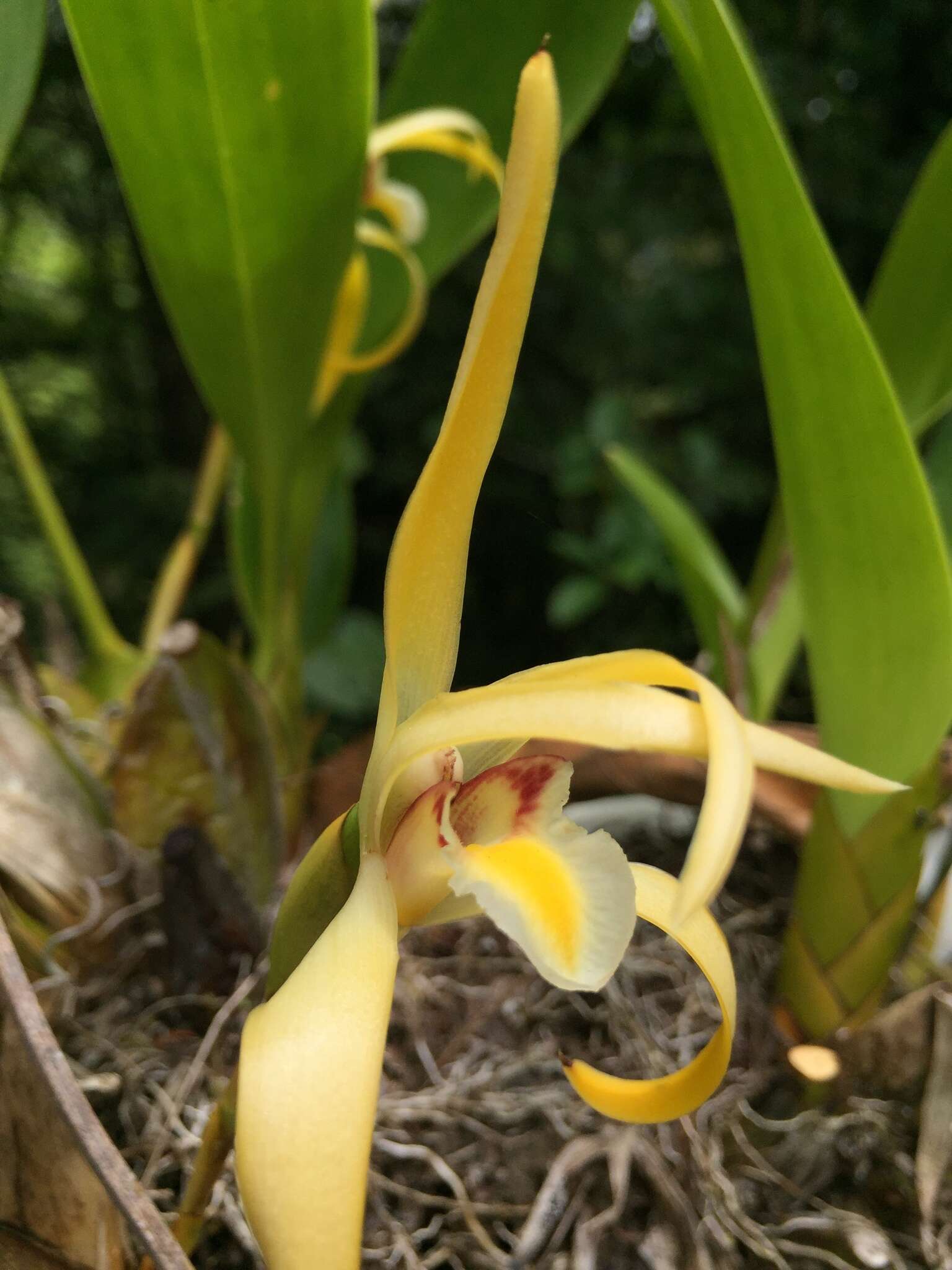 Image of Maxillaria endresii Rchb. fil.