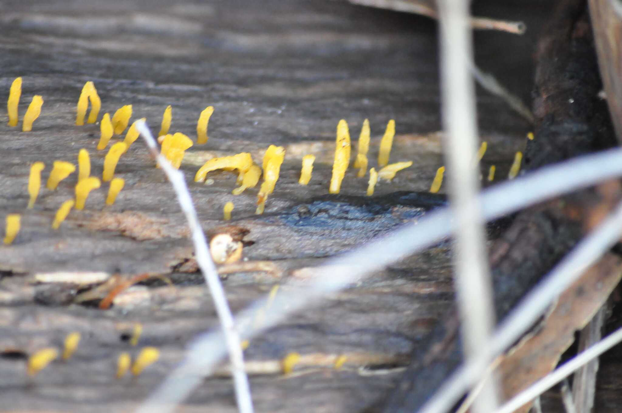 Image of Calocera australis McNabb 1965