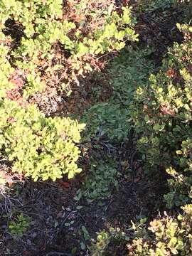 Image de Arctostaphylos pumila Nutt.