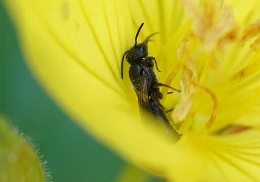 صورة Chelostoma campanularum (Kirby 1802)