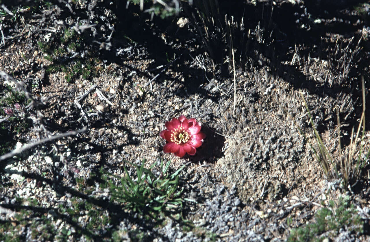 Image of <i>Aylostera pygmaea</i>