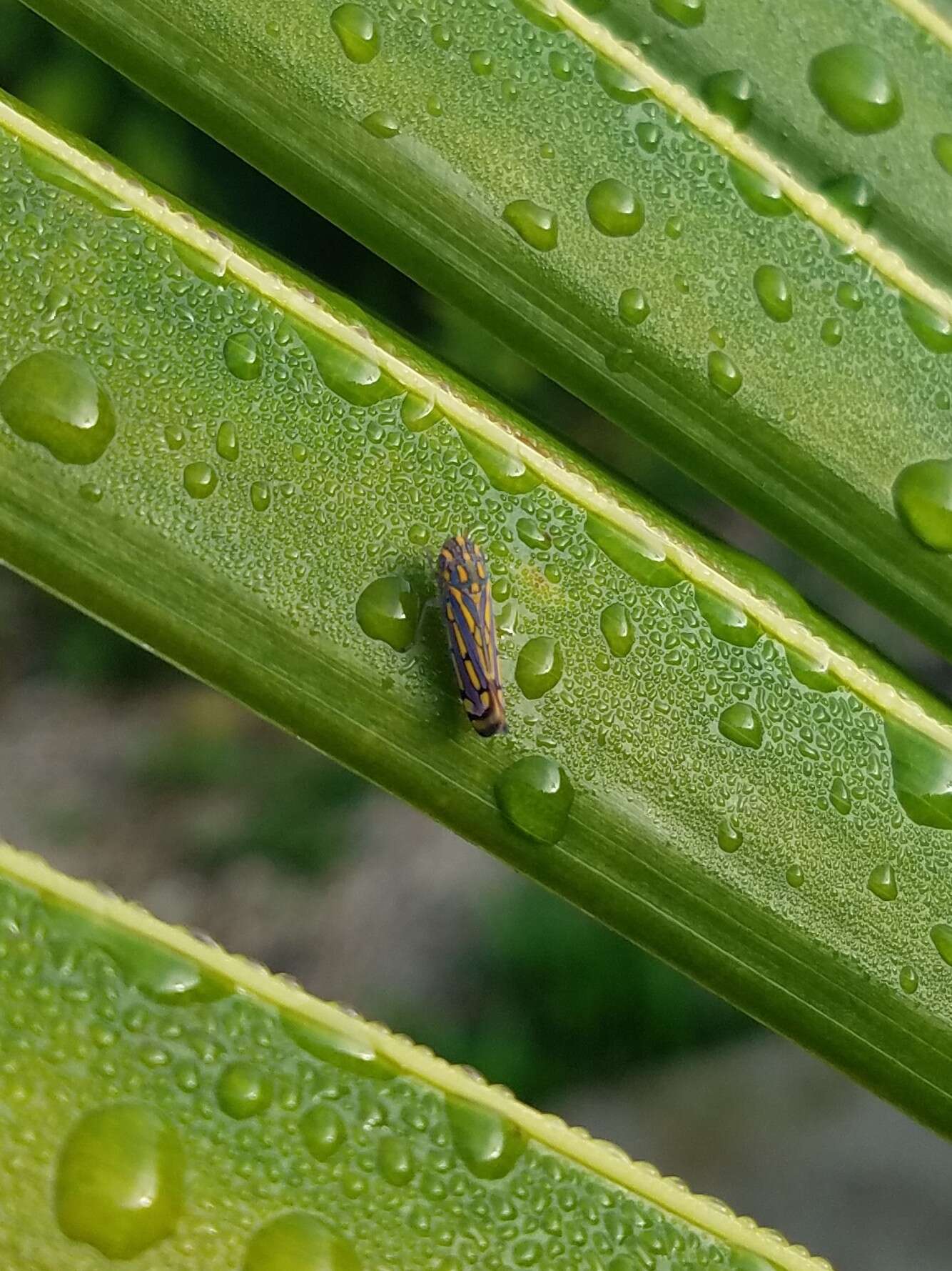 Image of Apogonalia stalii (Signoret 1855)