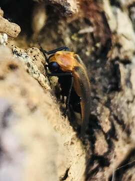 Image of Photuris (Photuris) fulvipes (Blanchard ex Brullé 1846)