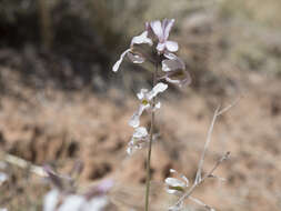 Image de Boechera formosa (Greene) Windham & Al-Shehbaz