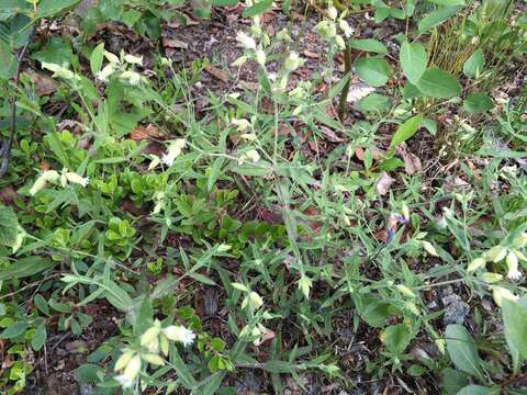 Image of Menzies' campion